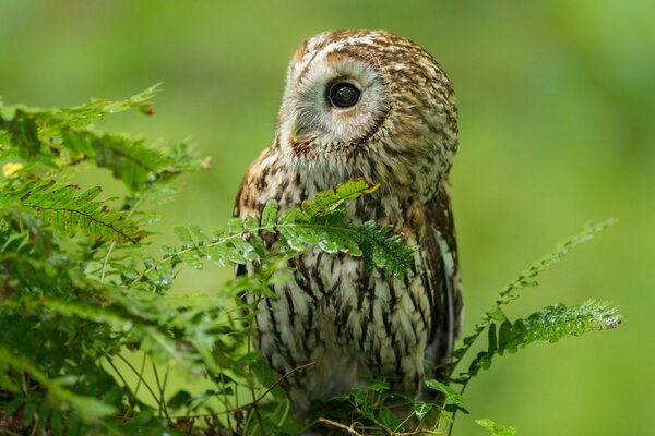 Gufo su un ramo nella foresta