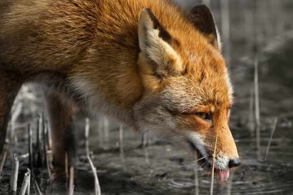 El zorro rojo laquea el agua de un estanque