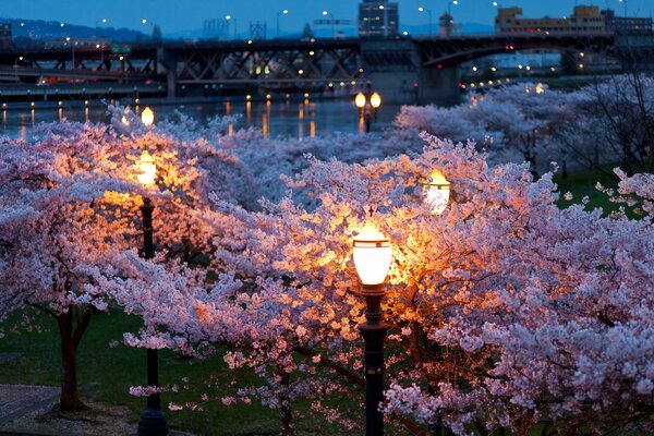 Beau parc de nuit Sakura