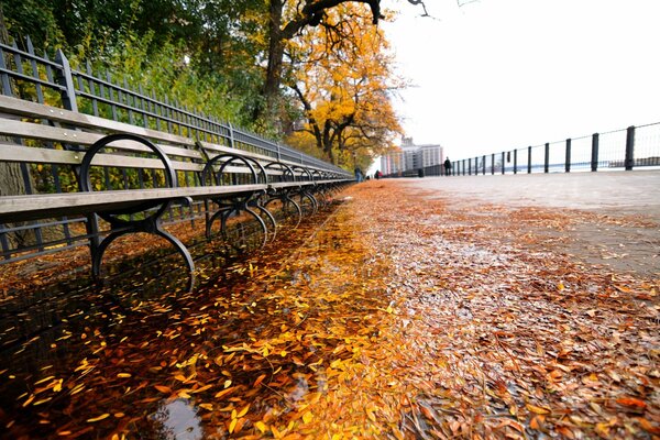 Autumn street with orange foliage