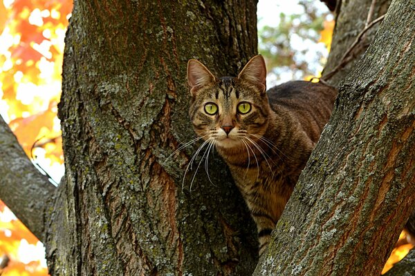 Gato con ojos enormes sentado en un árbol