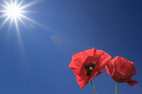 Amapolas rojas contra el cielo azul