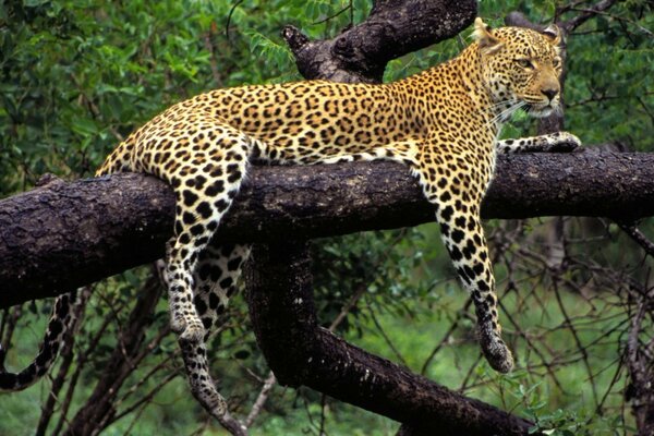 A predatory animal leopard sits on a branch with its paws and tail hanging down