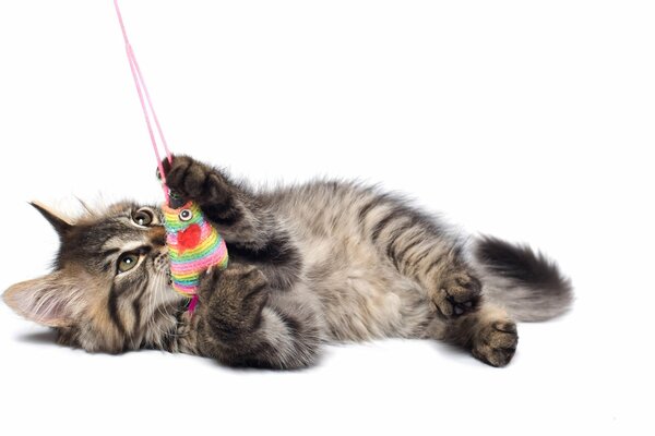 Fluffy kitten playing with a knitted toy