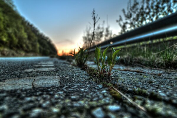 Plants making their way through the asphalt pavement