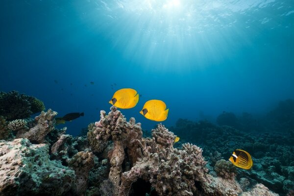 Пылки и коралловый риф красного моря