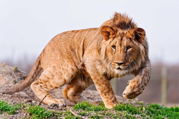 Joven León depredador se prepara para atacar