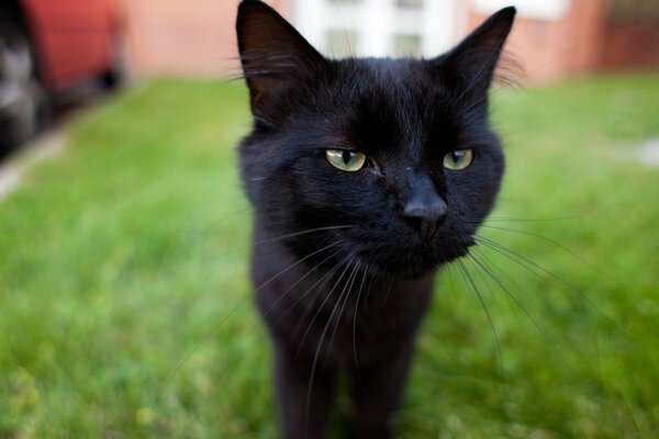 Черная мордочка любопытного котика