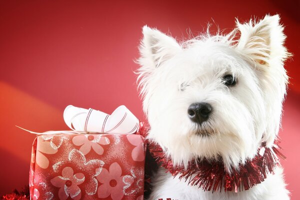 Lindo perro con regalo sobre fondo rojo