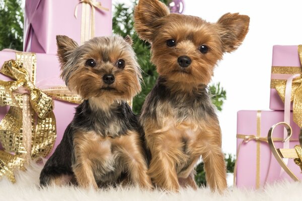 Due simpatici Yorkshire Terrier tra i regali di Capodanno