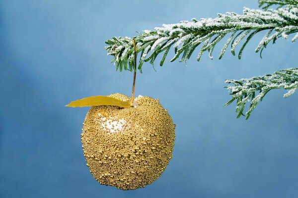 Goldener Apfel auf einem Tannenzweig