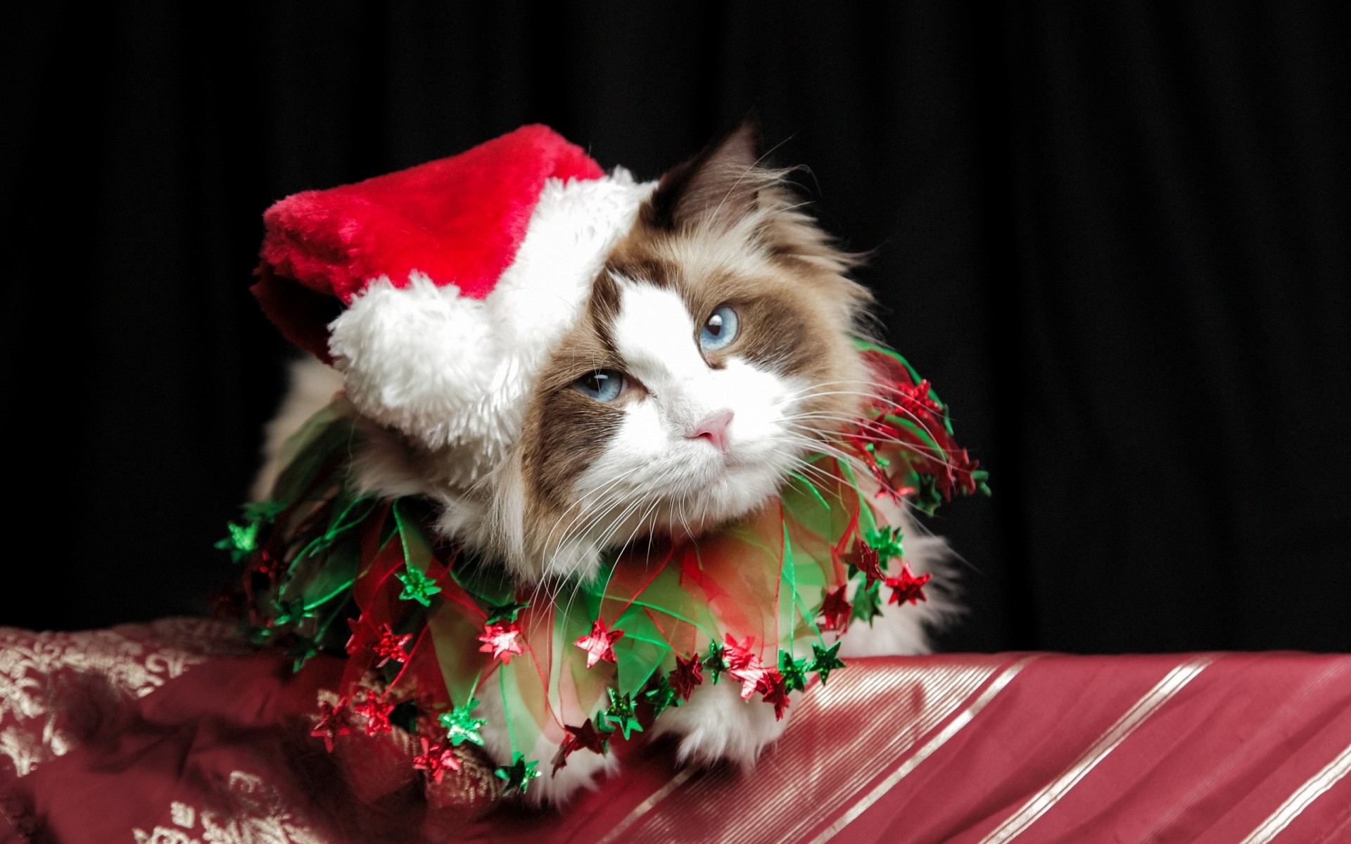 niedlich katze weihnachten kostüm