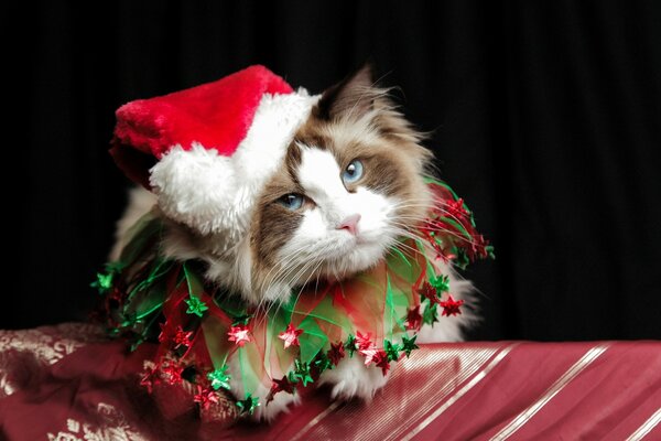 Lindo gato peludo en un gorro de Navidad con ojos azules