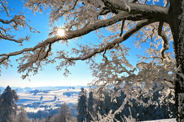 Los rayos del sol se asoman a través de las ramitas de un árbol de invierno