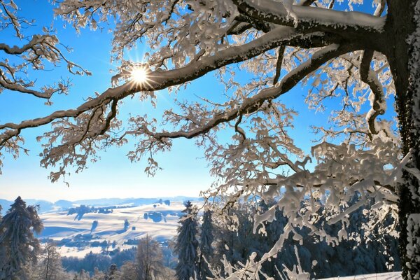 I raggi del sole sbirciano attraverso i ramoscelli dell albero invernale