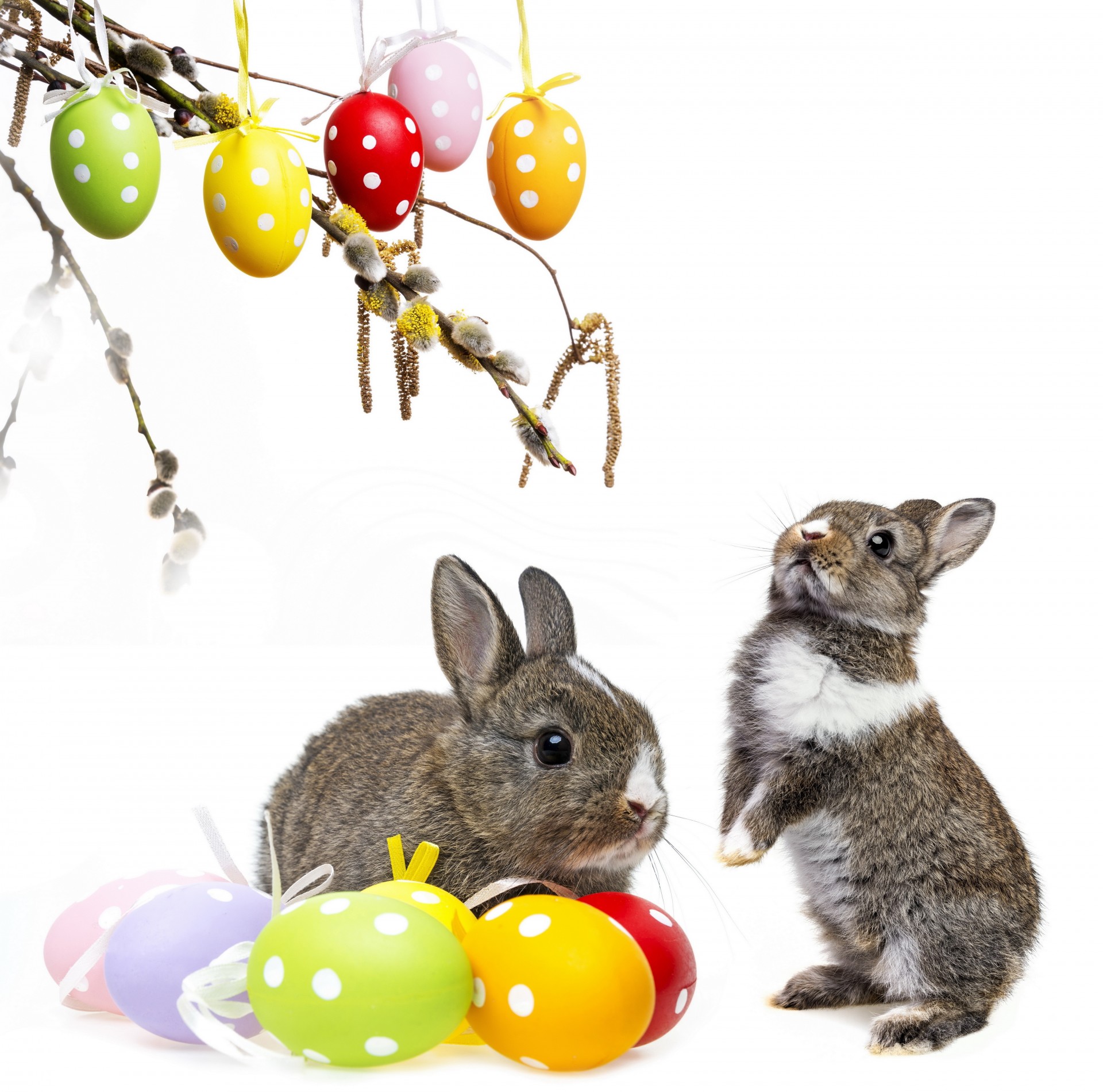 oeufs pâques décoration printemps lièvre lapin fleurs