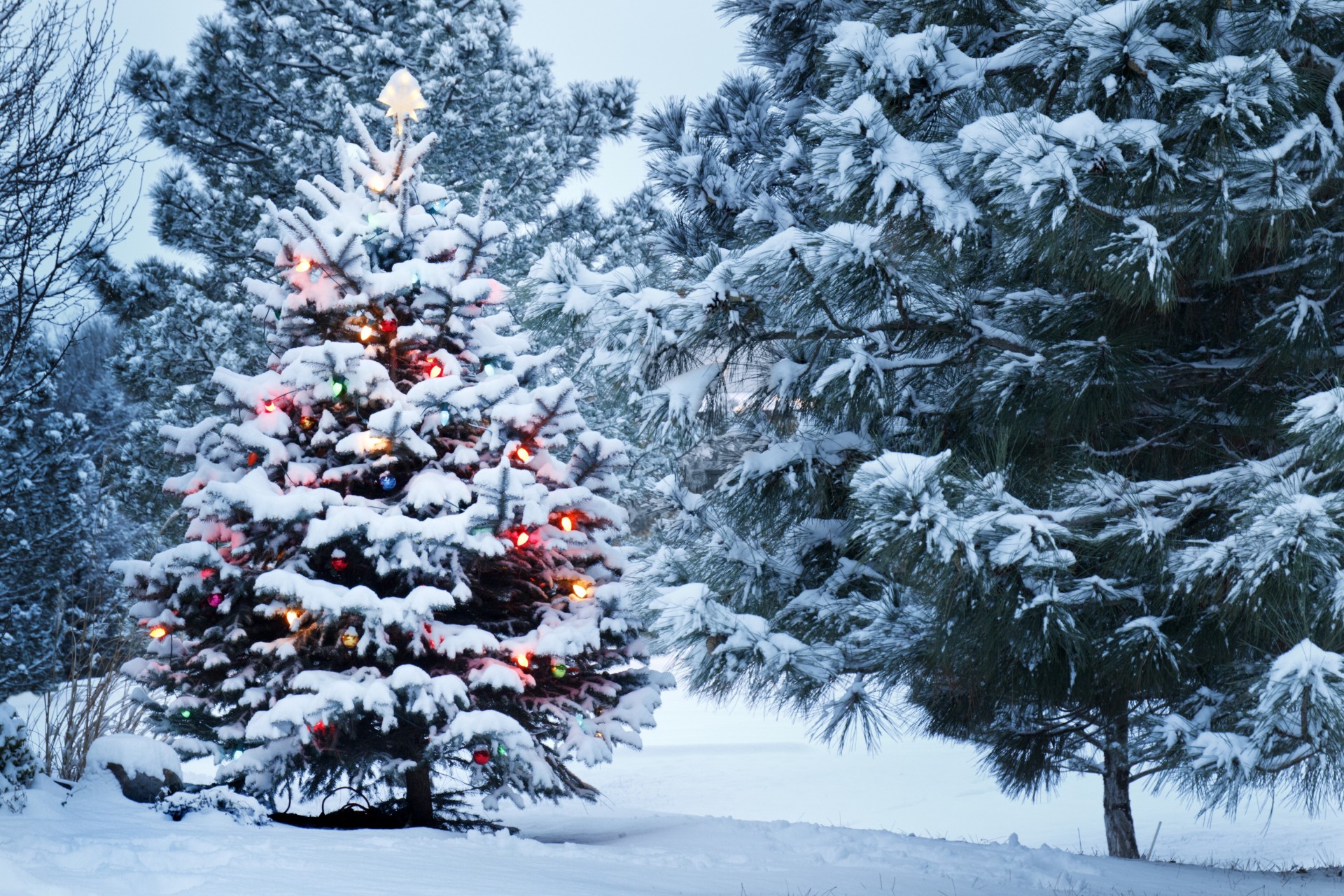 weihnachtsbaum neujahr park schnee dekoration winter