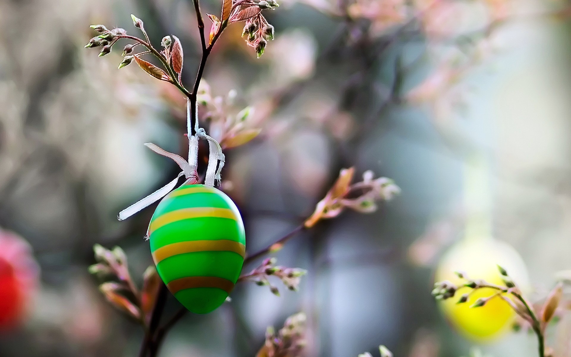 natura colori pasqua ramo macro uovo