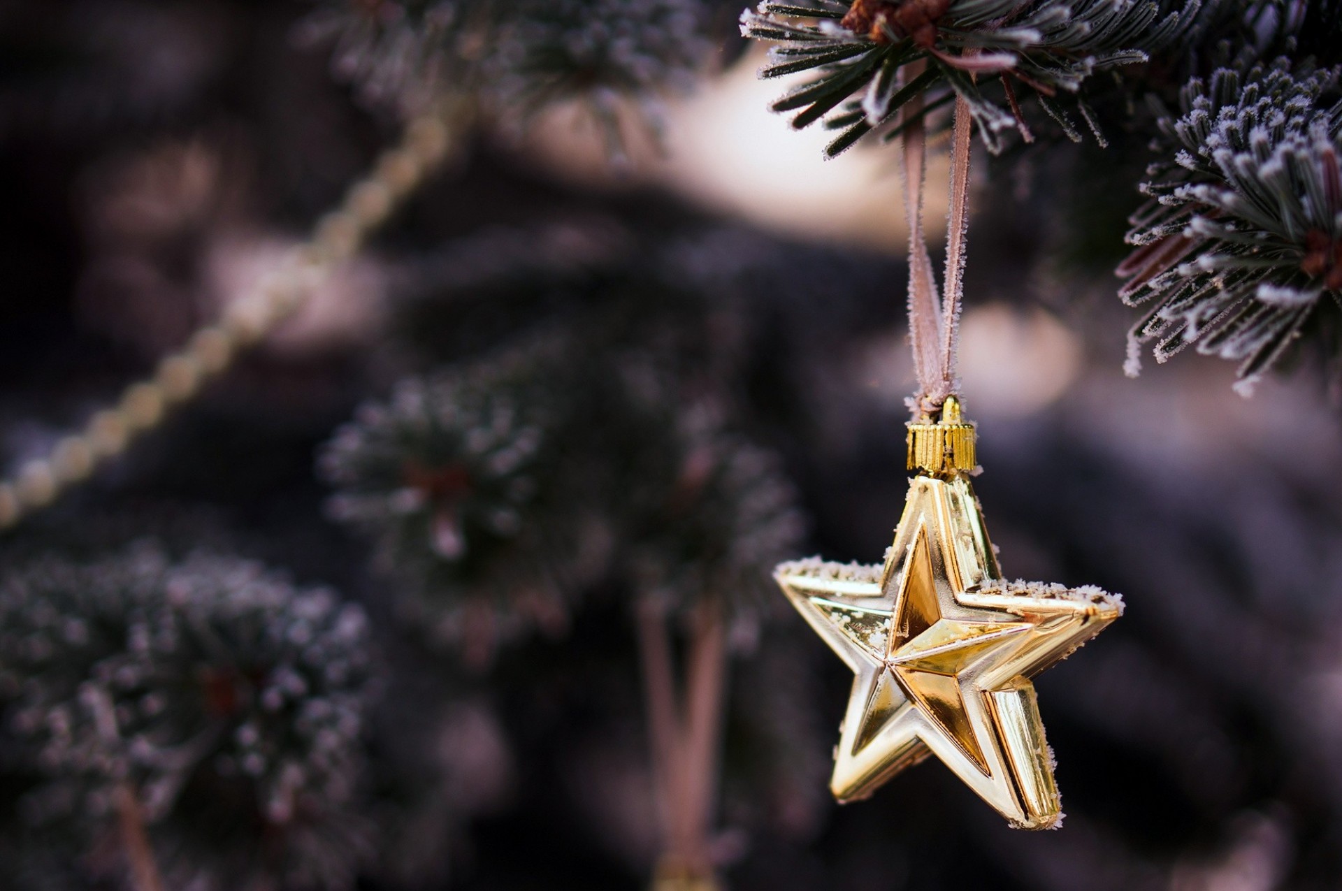 weihnachtsbaum winter äste tanne baum