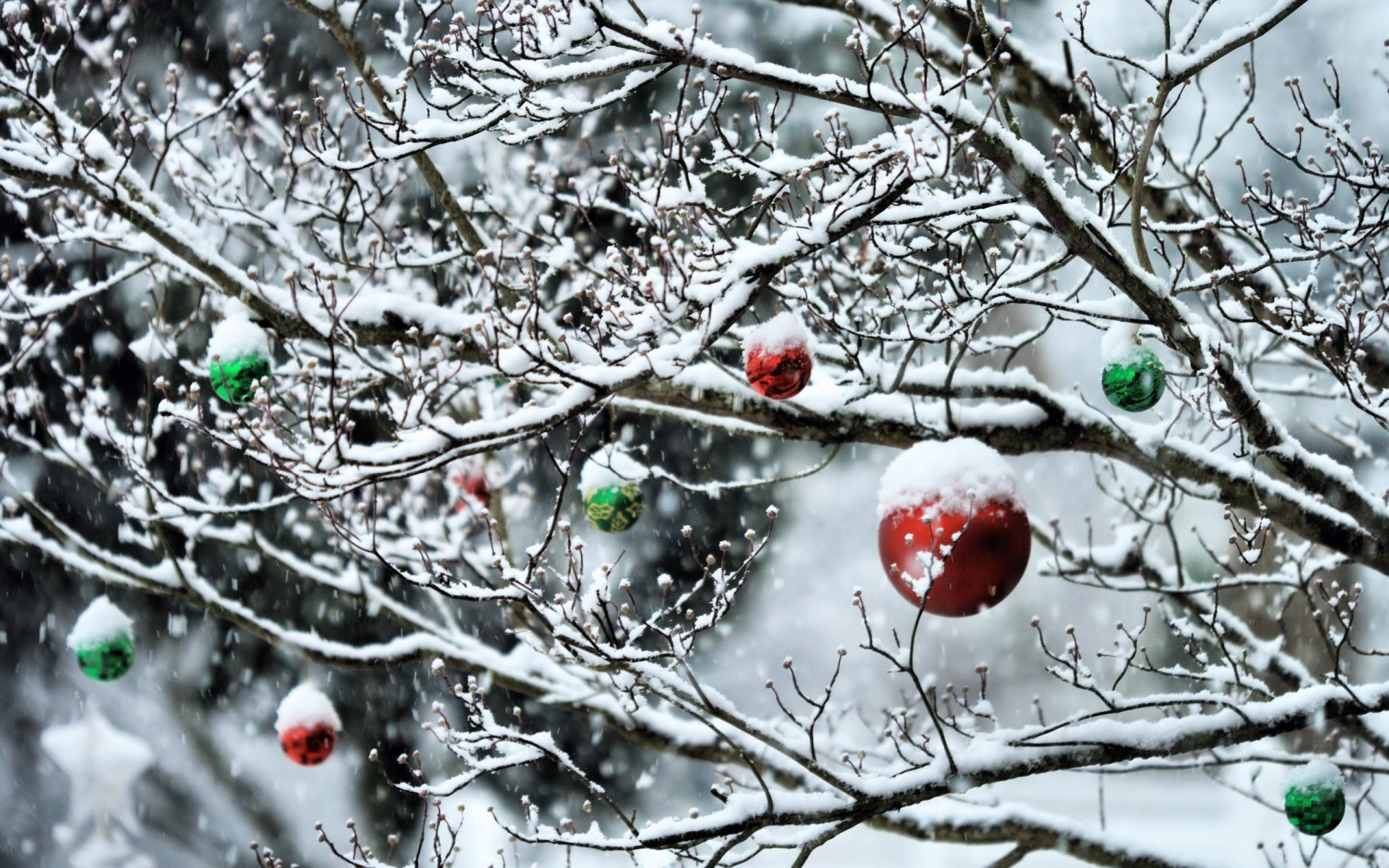 inverno alberi neve foresta capodanno