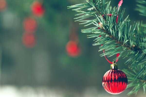 Boule rouge vif accroché sur une branche d arbre de Noël