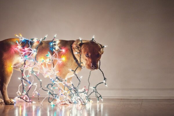 Christmas dog in a garland