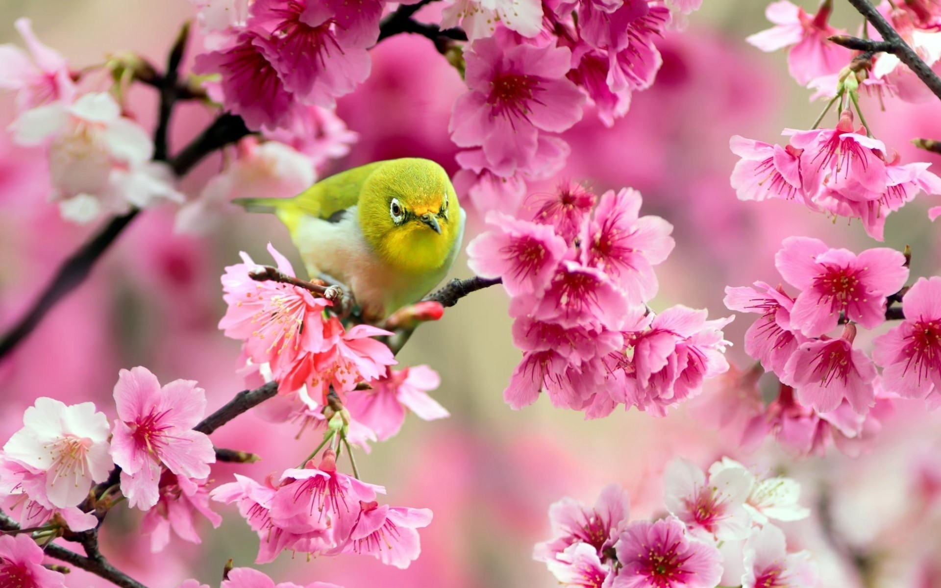 arbres oiseaux printemps fleurs