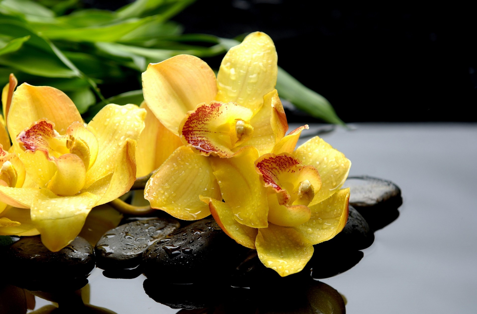 piedras cae orquídeas agua