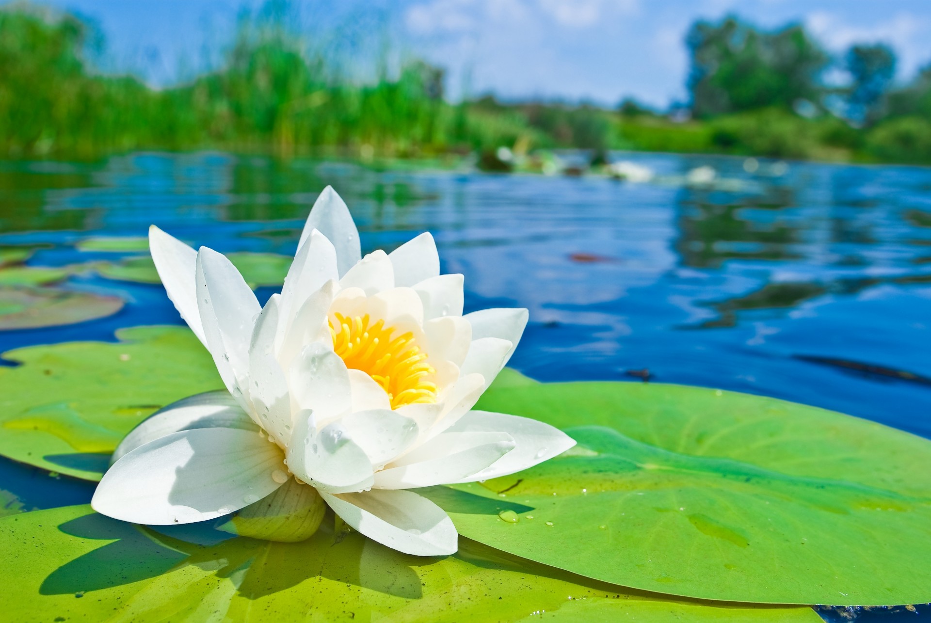 fiore stagno ninfea bianco gigli petali