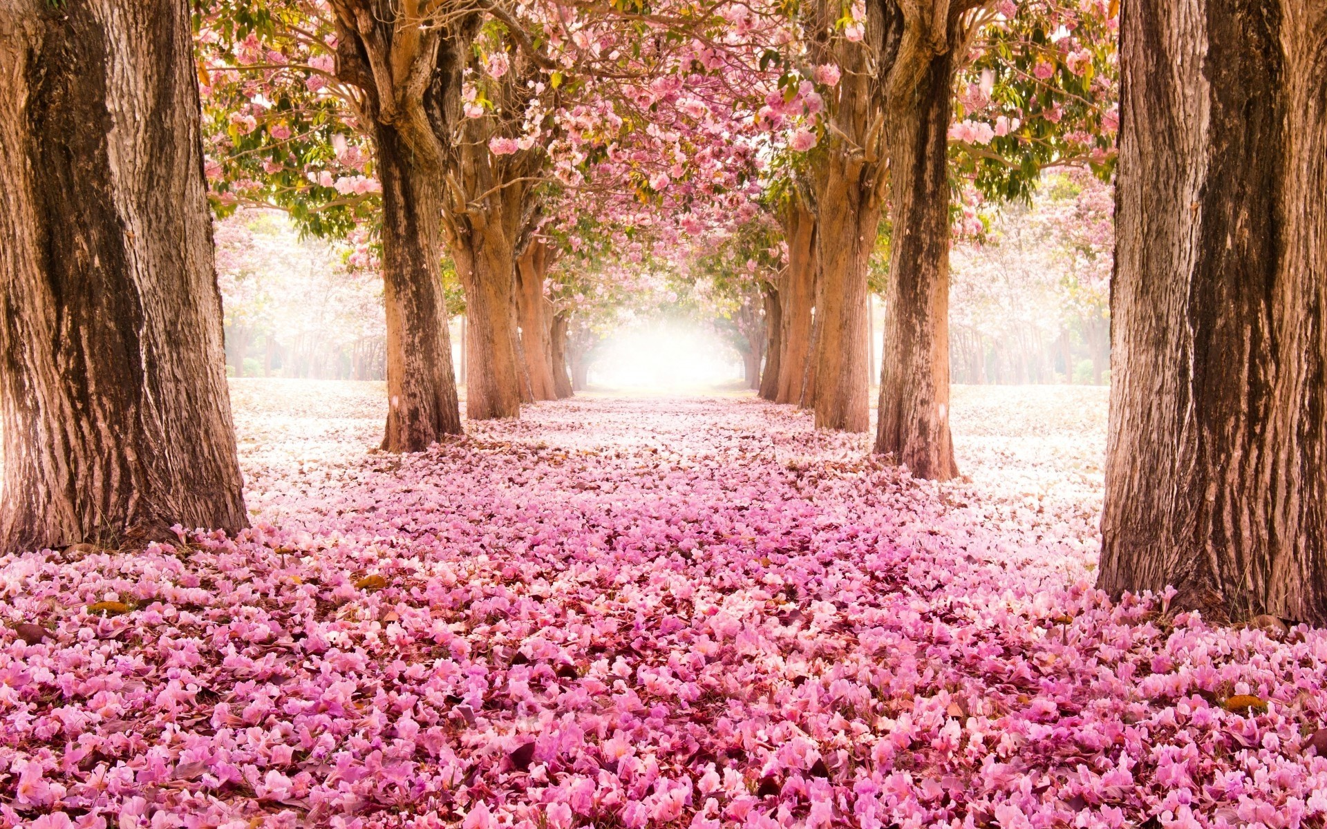 alberi vicolo primavera fiori