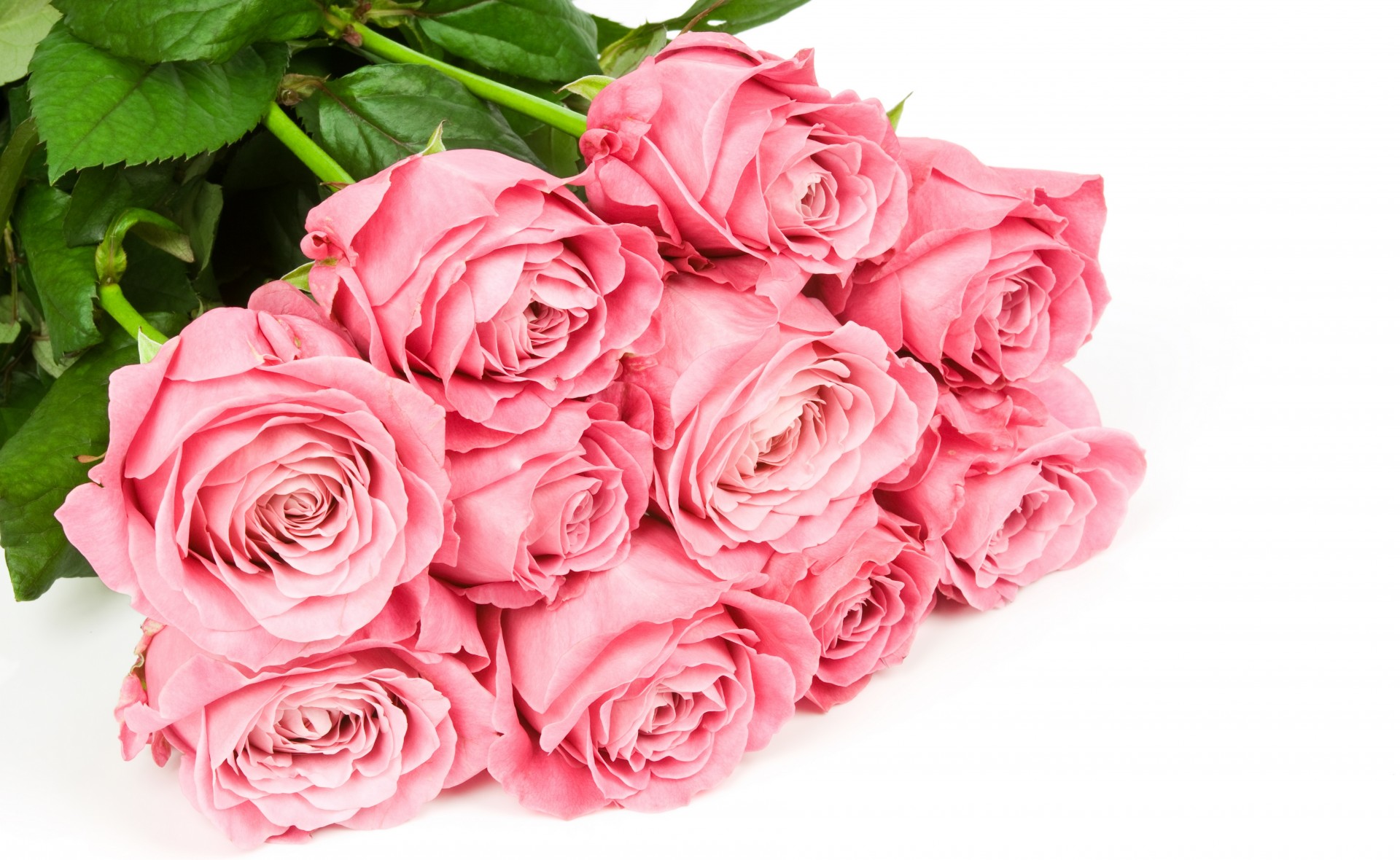 pink bouquet white background flower rose