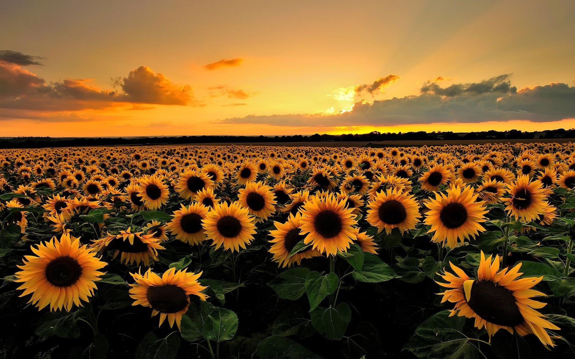 wolken sonne sonnenuntergang natur licht sommer himmel feld sonnenblume horizont