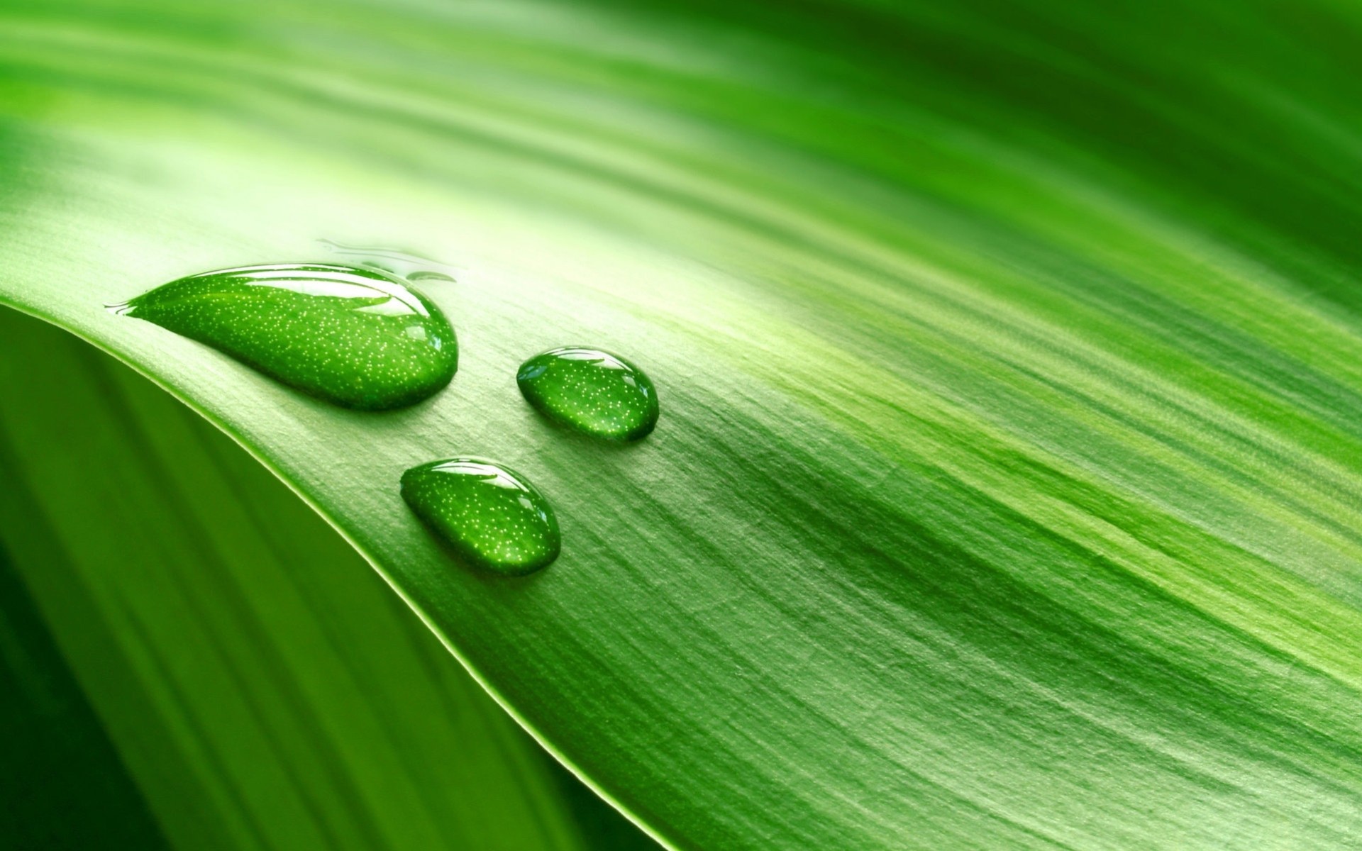 heet close up water droplets green