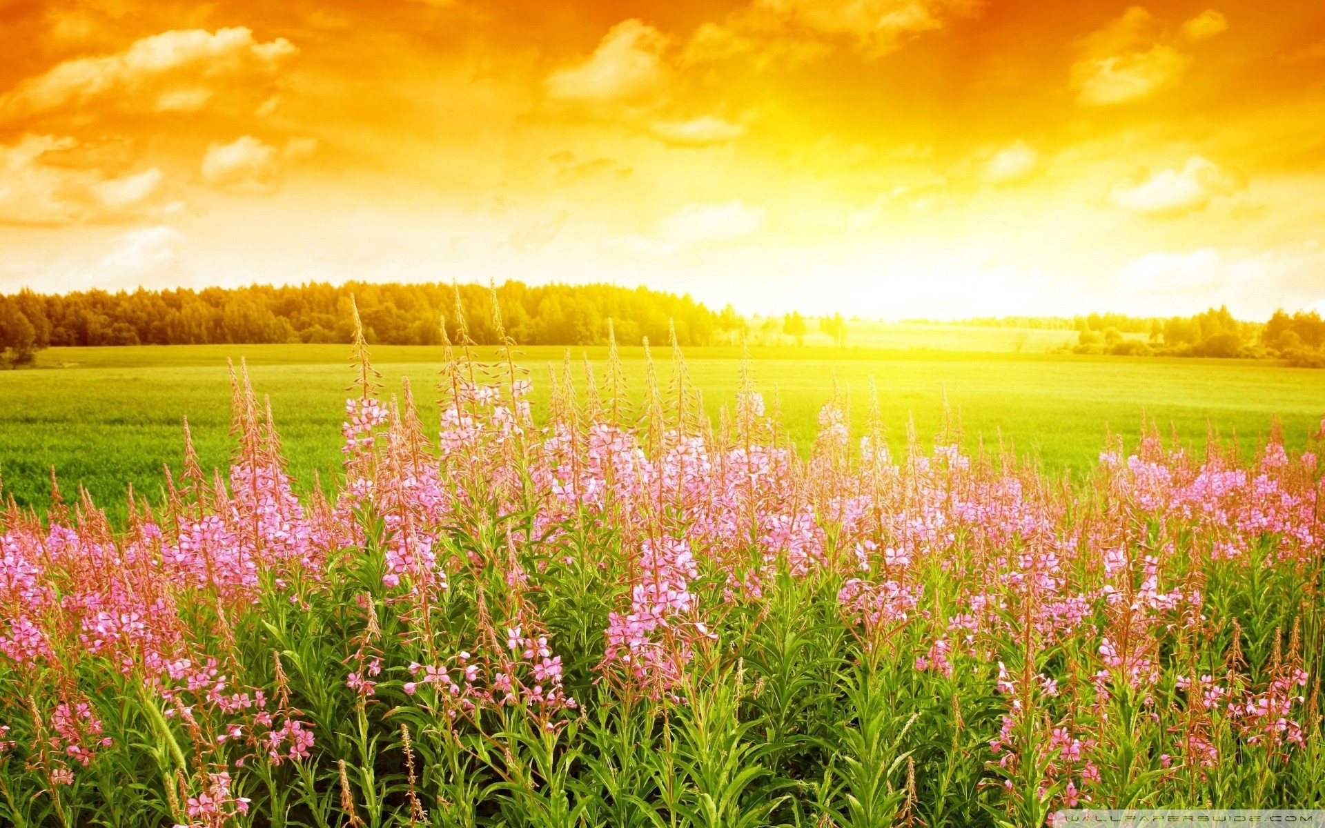 landscape summer flower nature