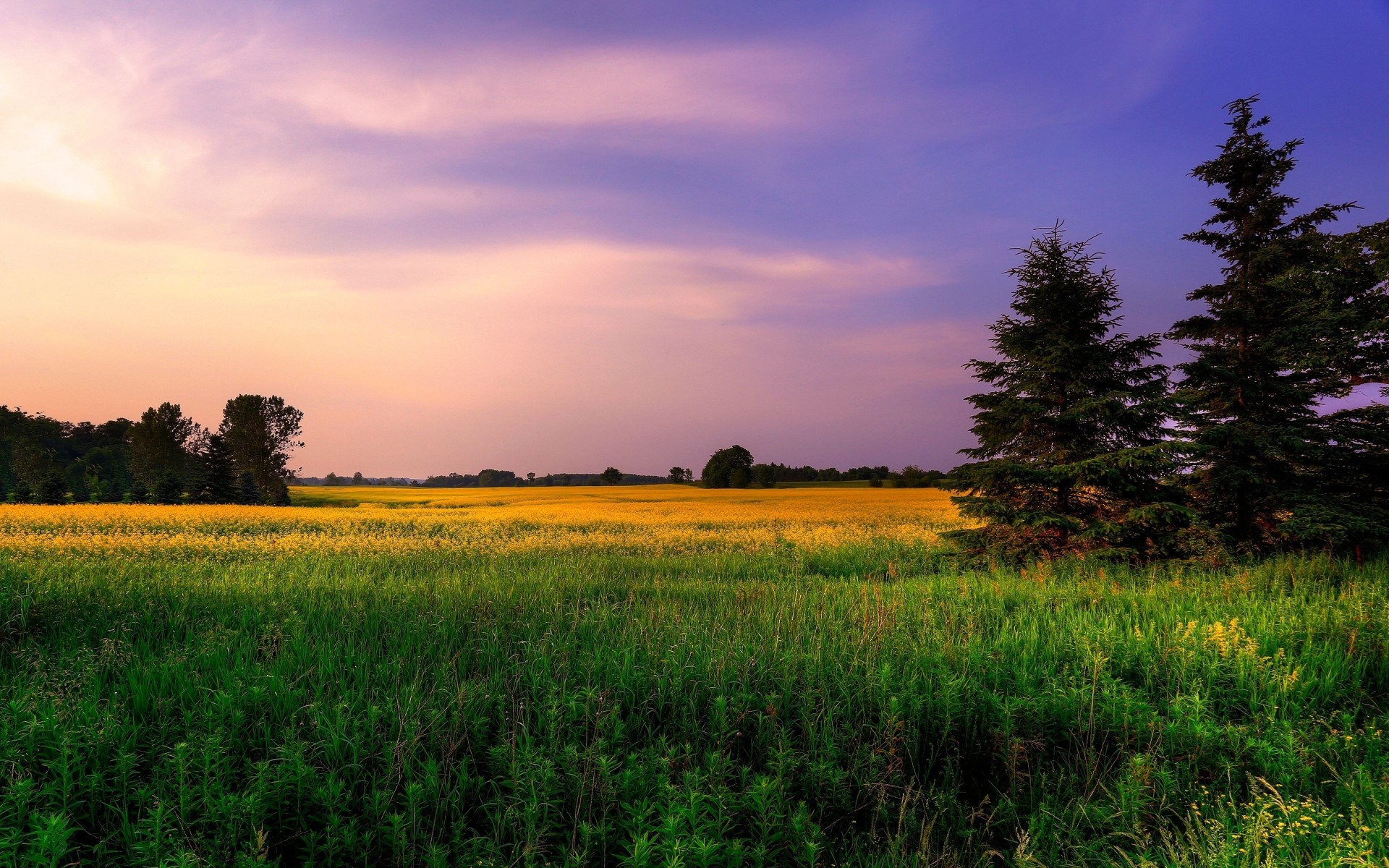 baby grass summer flower sky colors the field purple