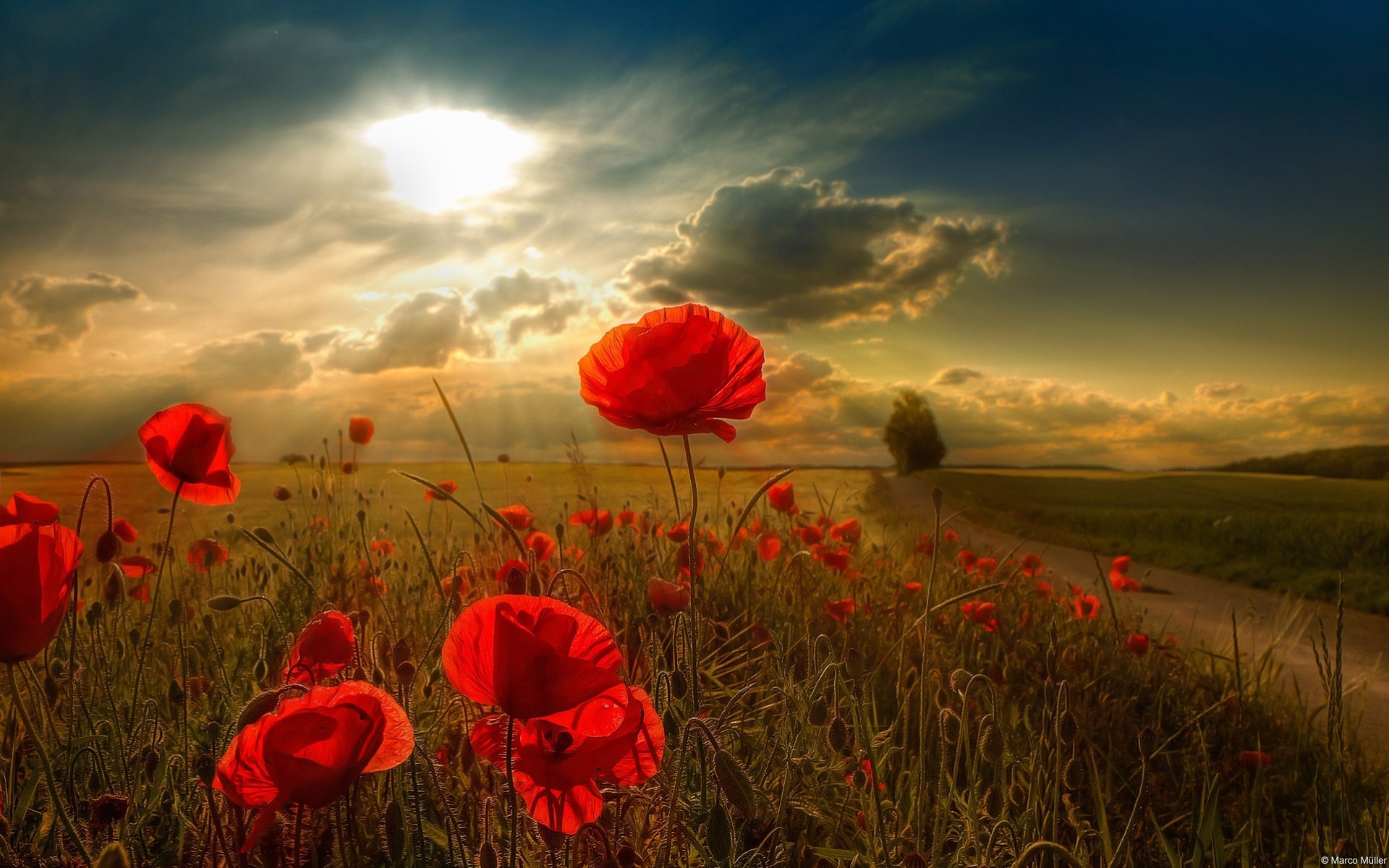 puesta de sol rayos de luz verano flores noche amapolas paisajes horizonte