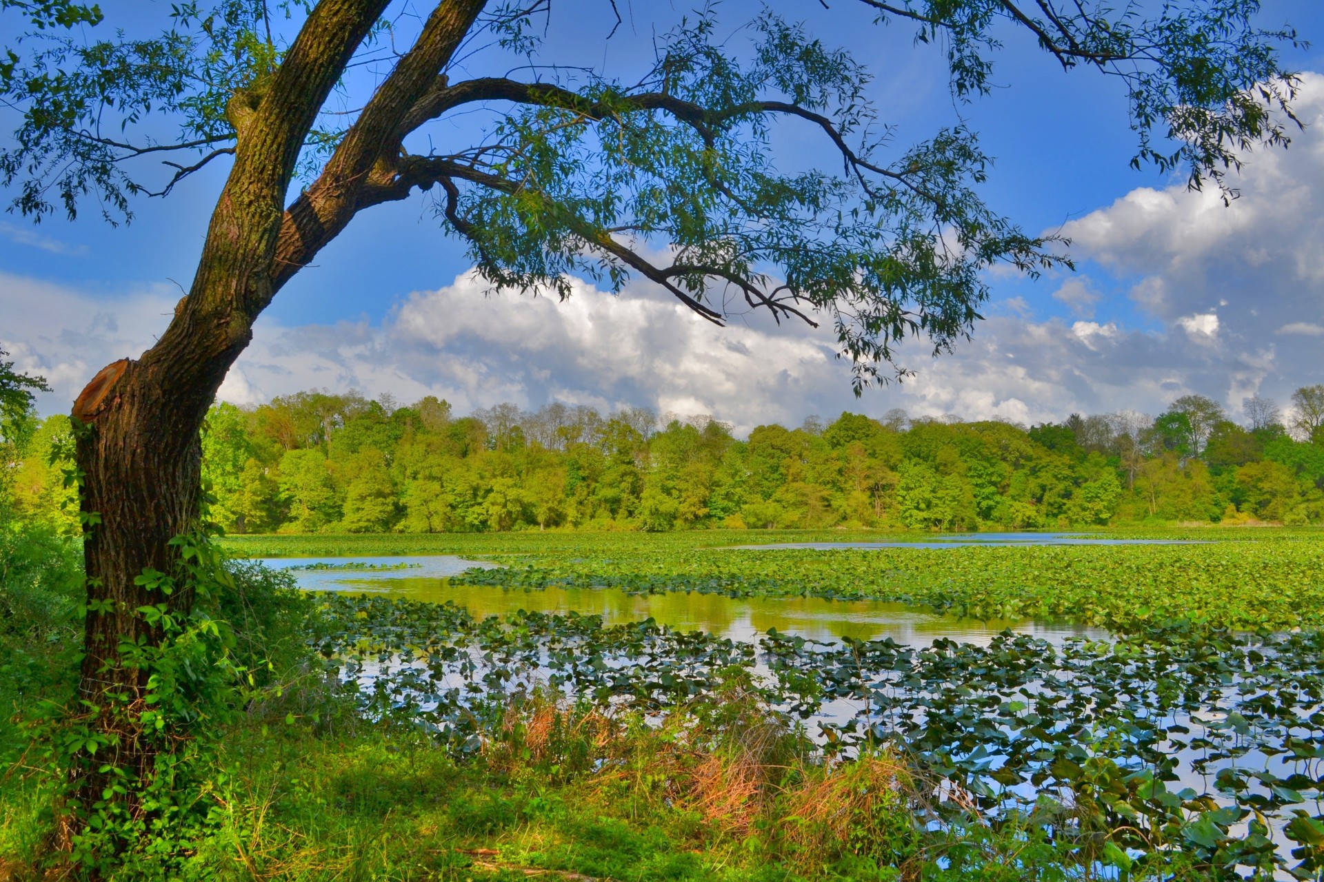 paesaggio verde albero stagno alberi erba foresta cielo