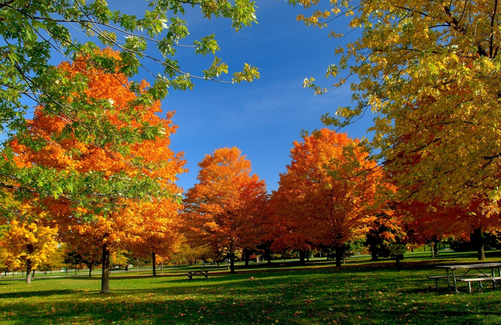 heet bench tree picnic park autumn