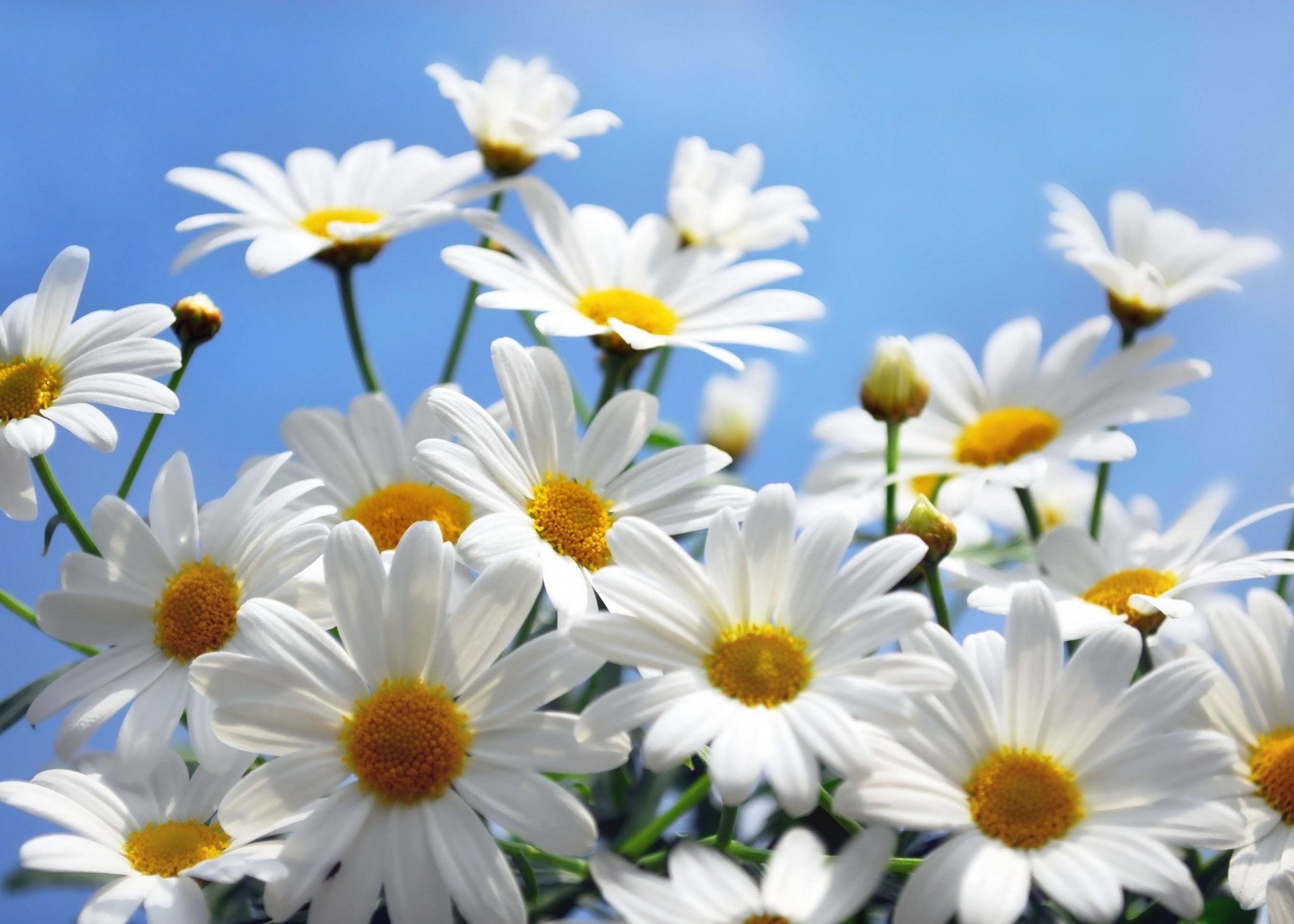 chamomile sky bouquet close up flower