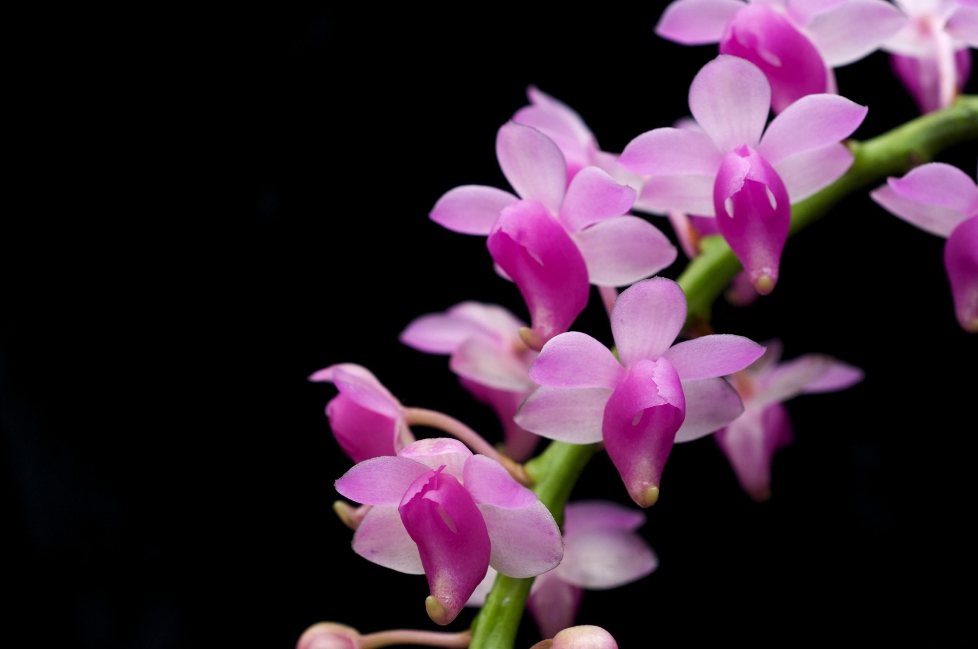 black background orchid branch