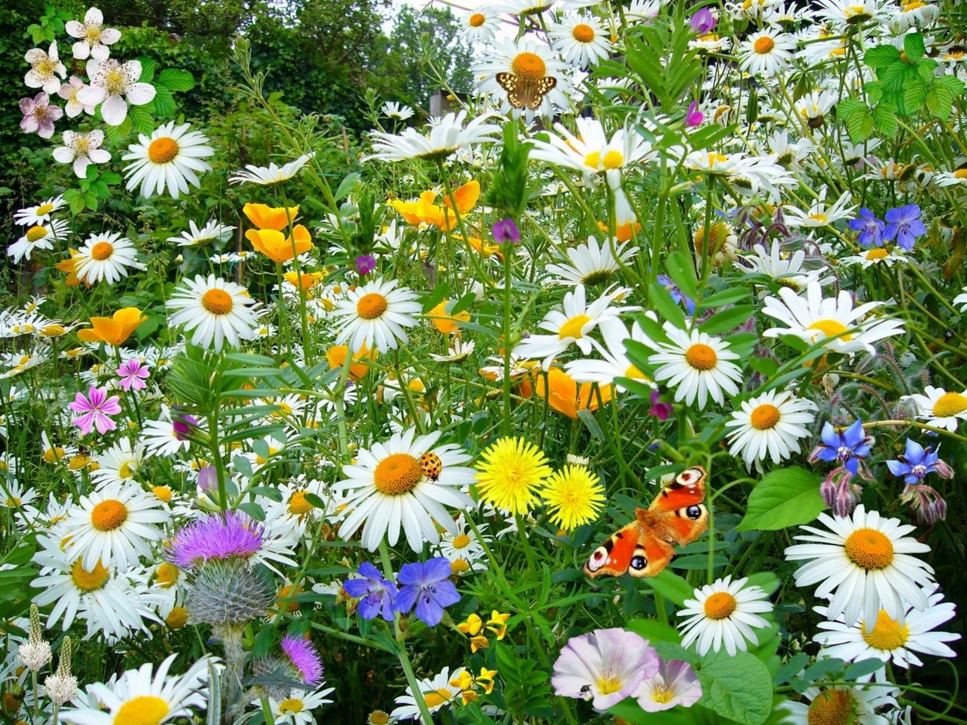 marguerites papillons beauté fleurs