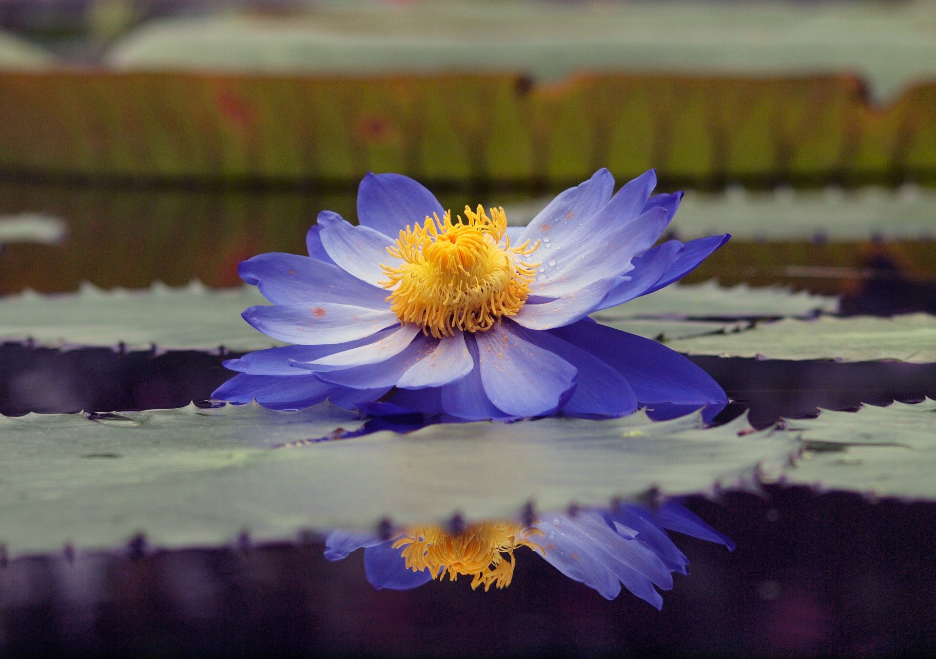 blatt fällt reflexion teich blau wasser seerose pollen lilien