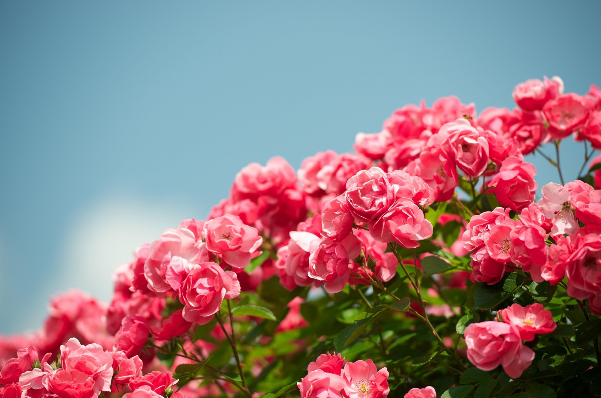 harpness sky beautiful roses bush