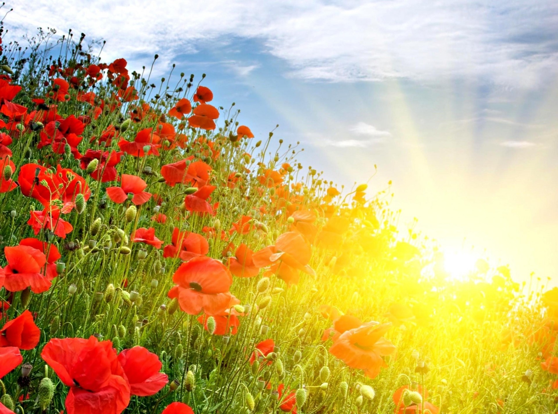 soleil rayons coquelicots été gens