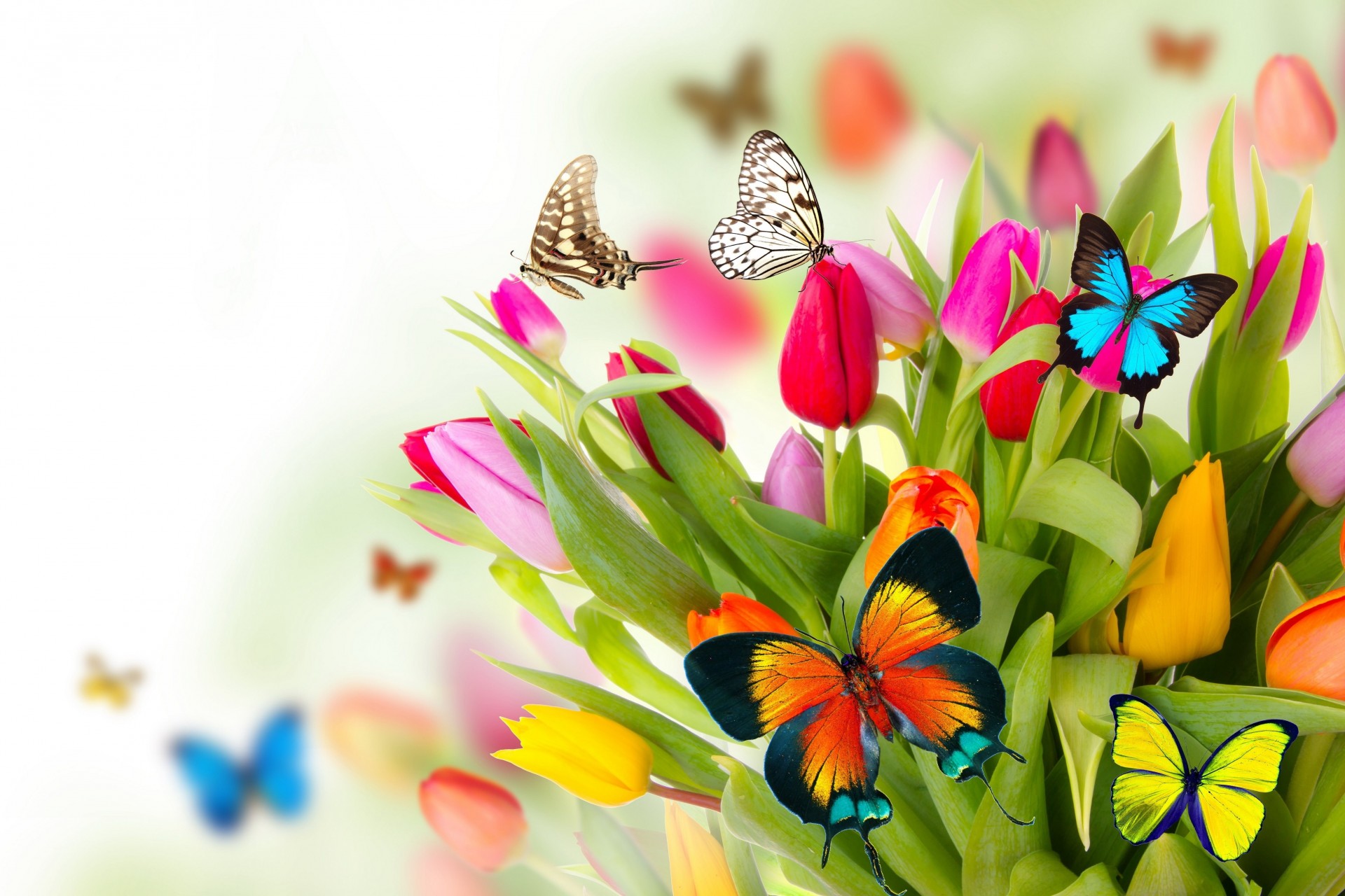 beautiful tulips white background flower butterfly march 8 spring