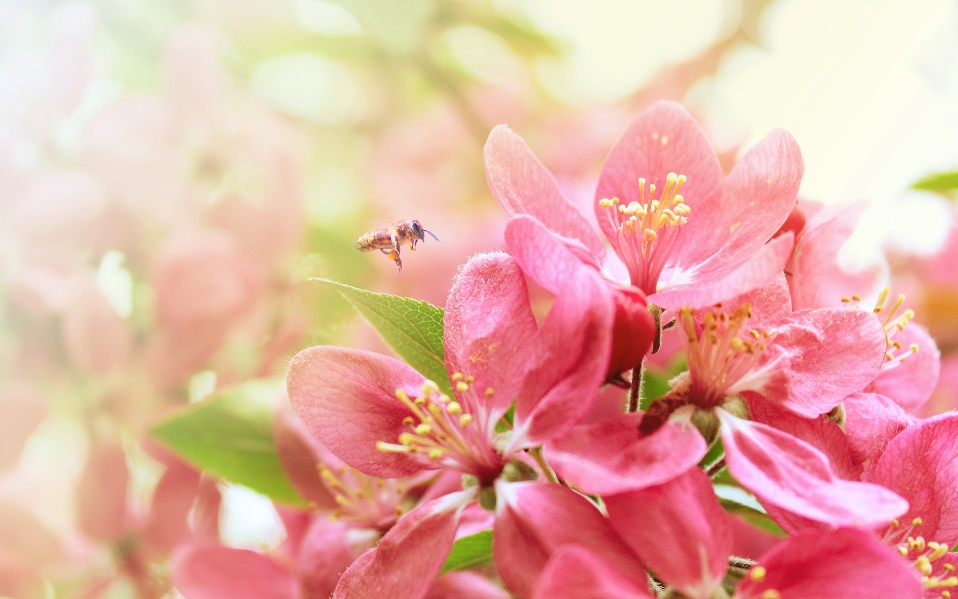 alberi fiori api macro primavera insetti