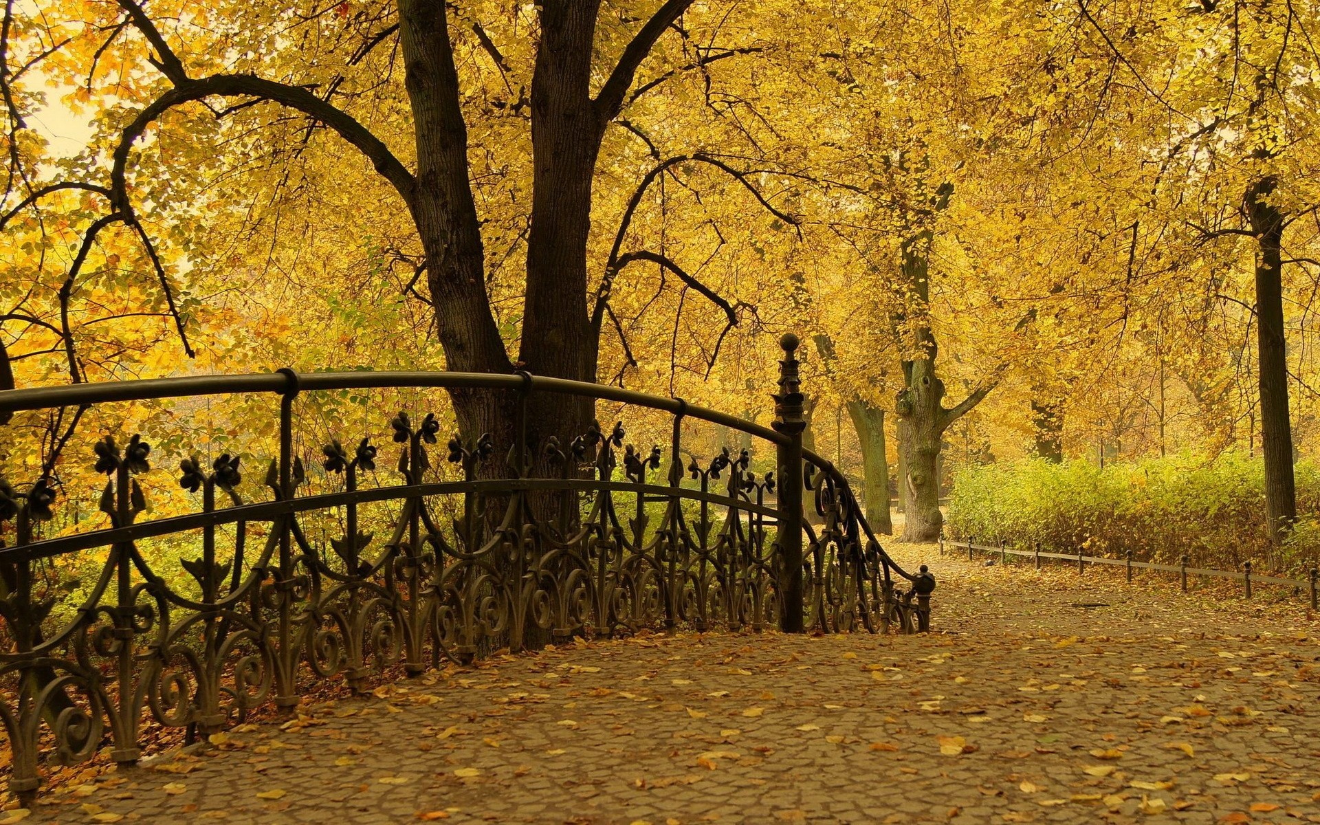 heet tree forest park landscape autumn