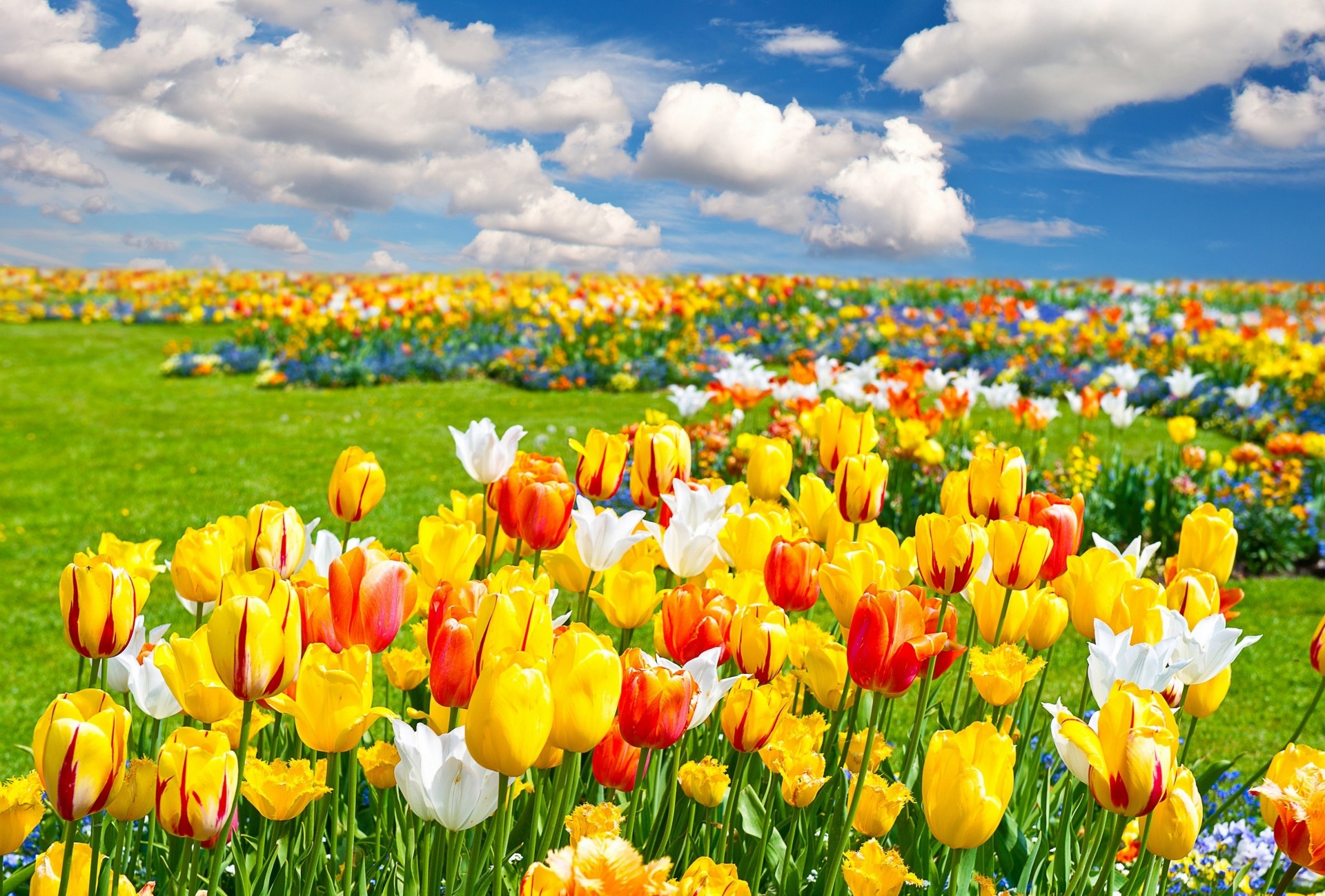 the field landscape nature flower tulip