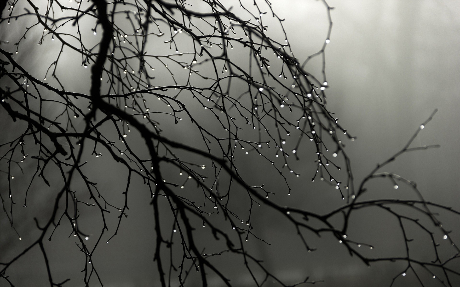 gotas de agua primavera árboles