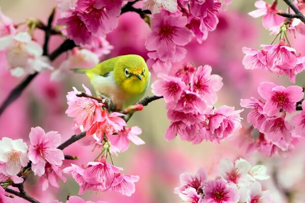 Pájaro brillante en una rama de Sakura de primavera